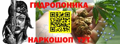крисы Гатчина